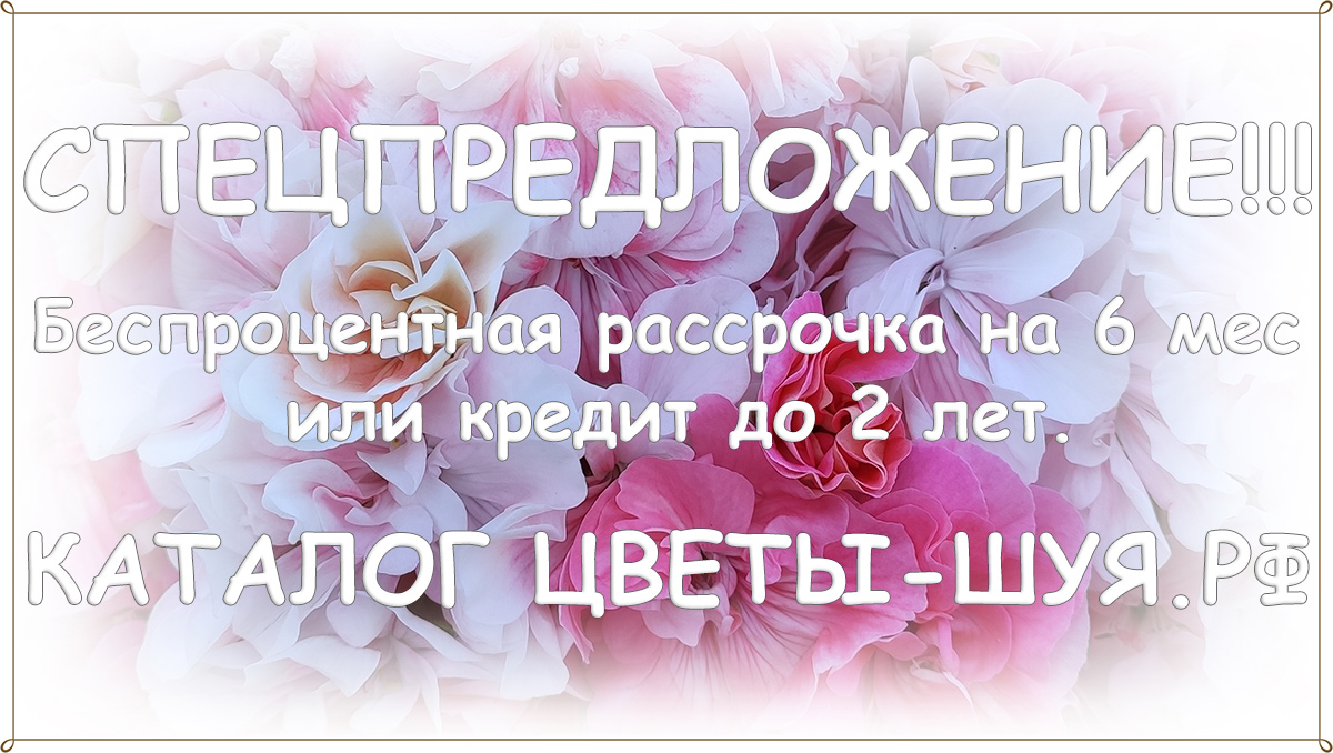 Беспроцентная рассрочка или кредит. - Новости - КАТАЛОГ ЦВЕТЫ-ШУЯ.РФ